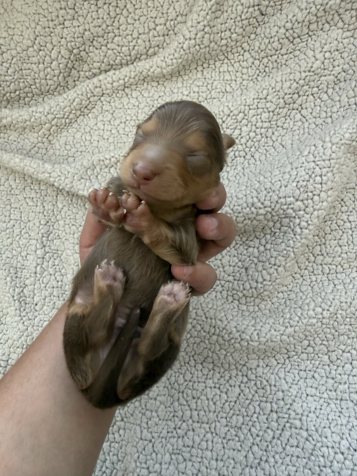 Ace, a reserved male light chocolate and tan miniature dachshund puppy