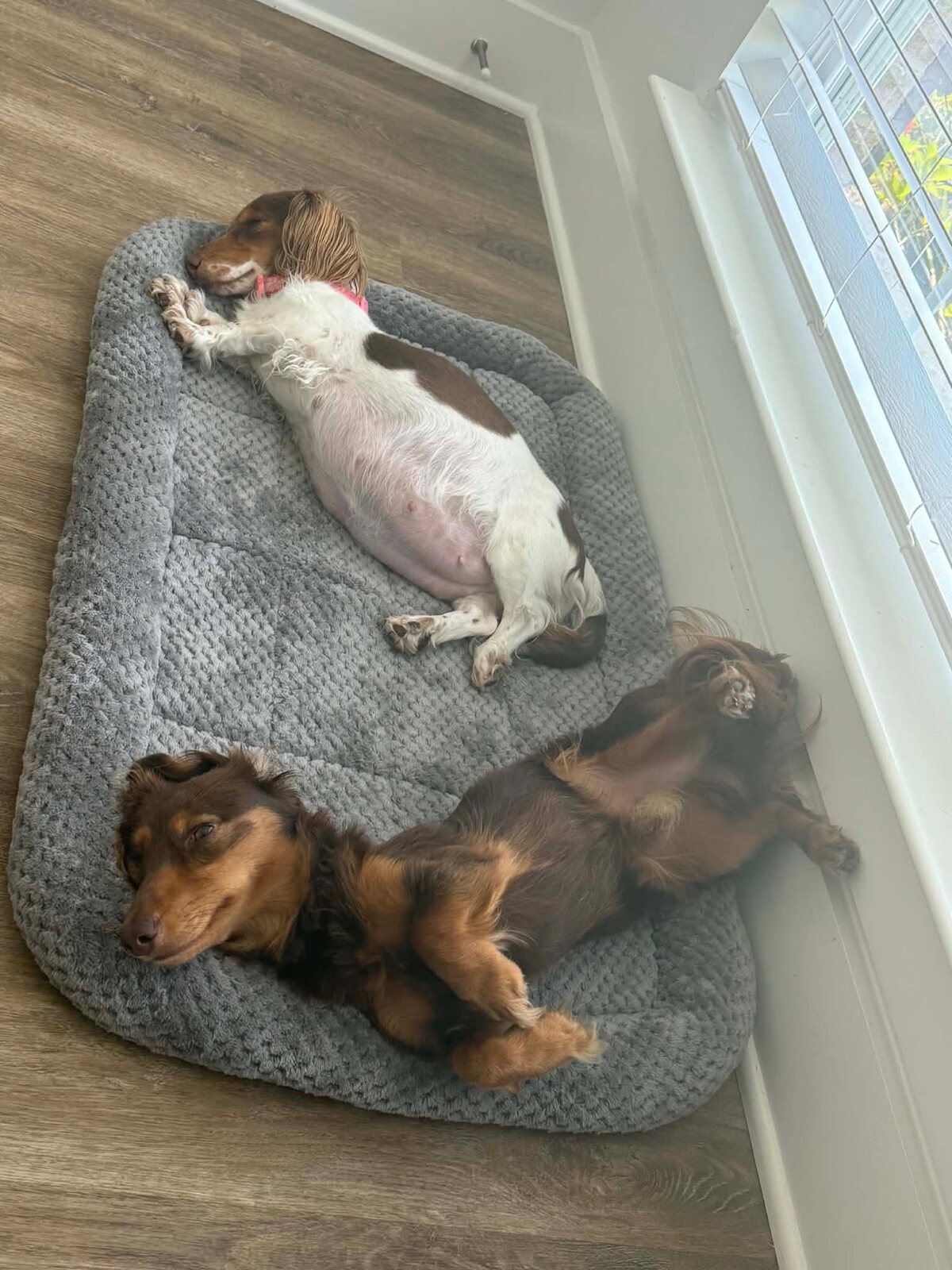 Mila and Winston relaxing together at home