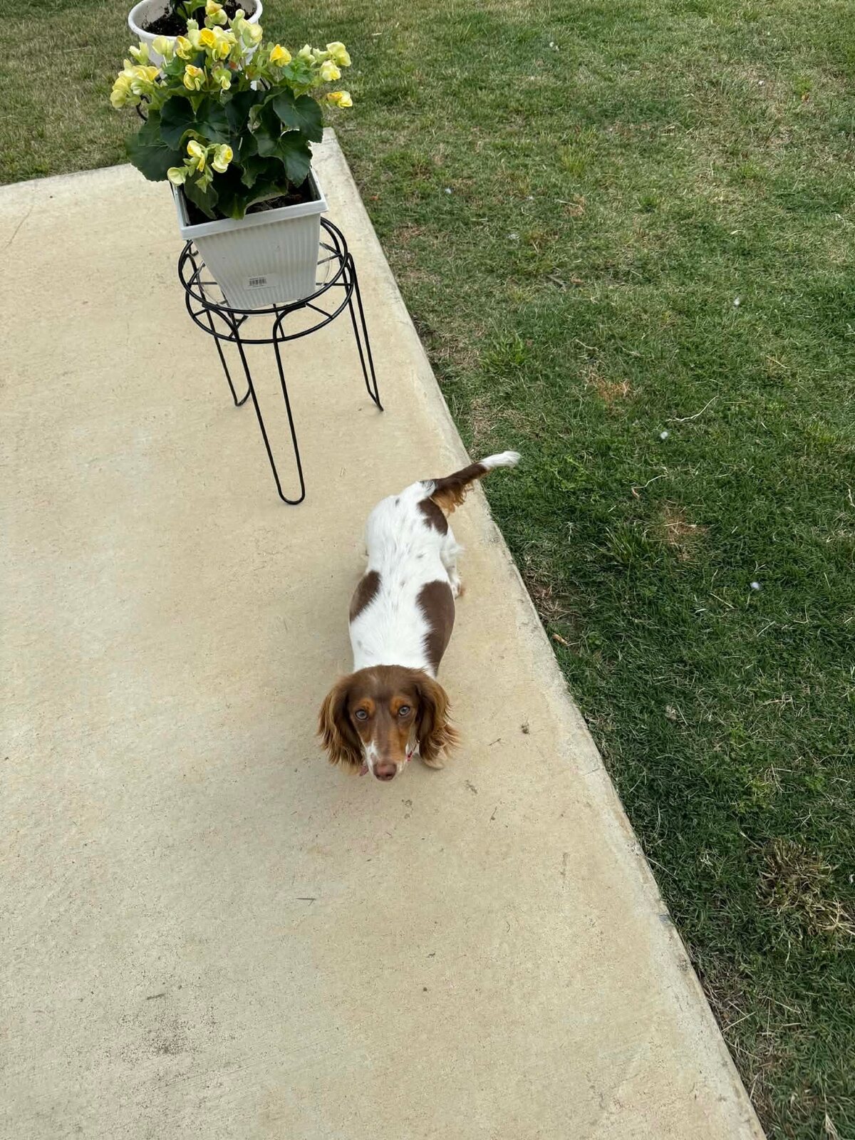Mila and Winston enjoying a quiet moment at home