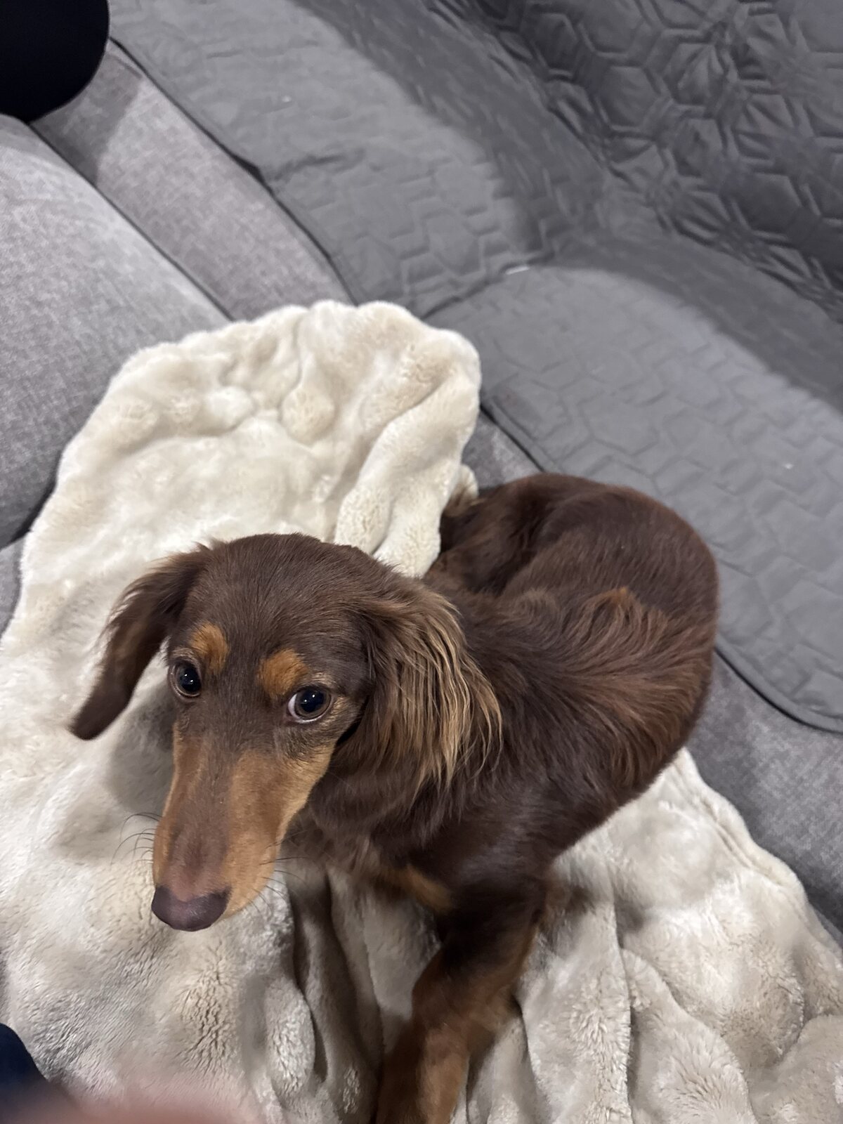 Mila and Winston together in a cozy home setting