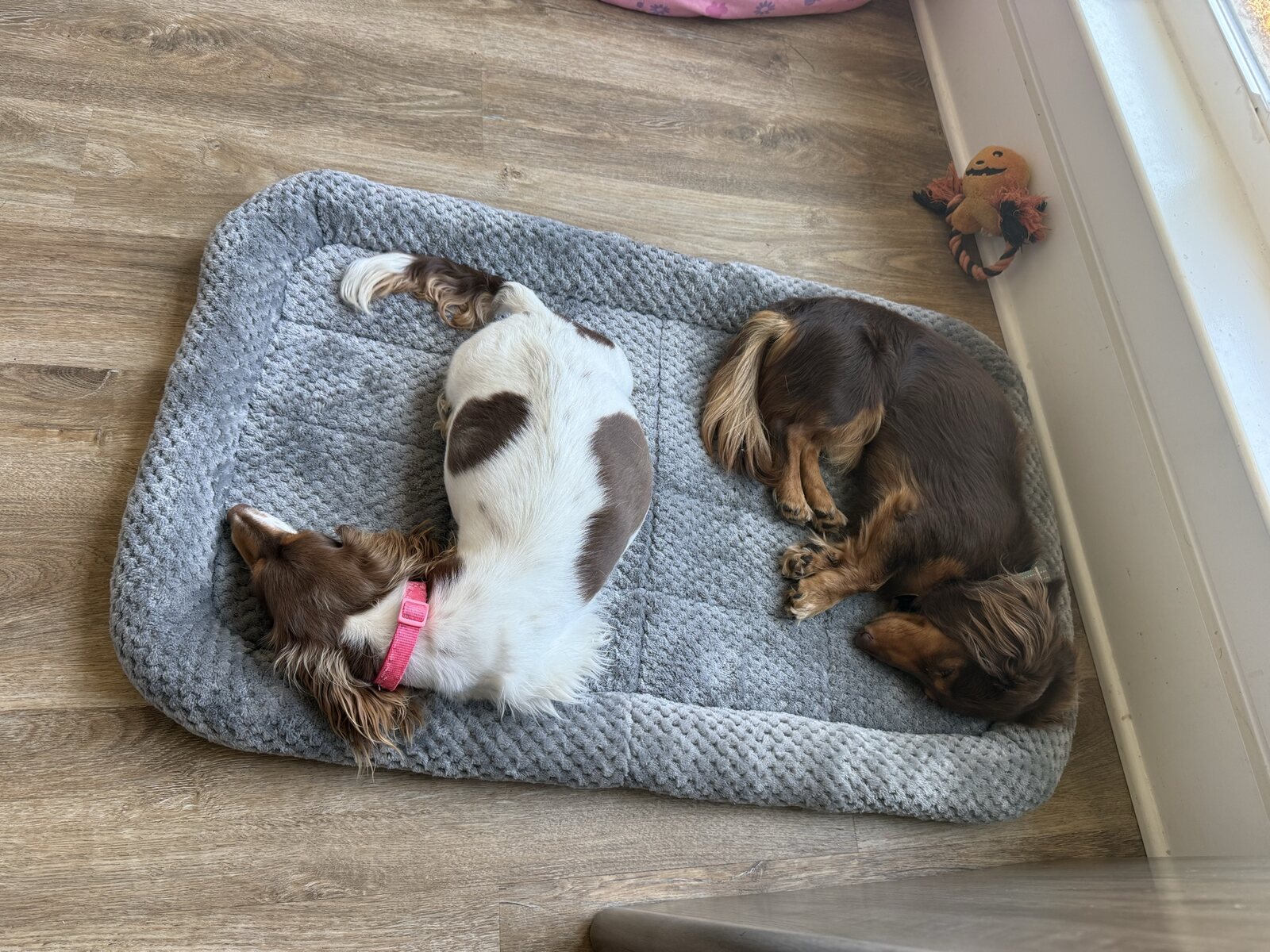 Mila and Winston spending time together
