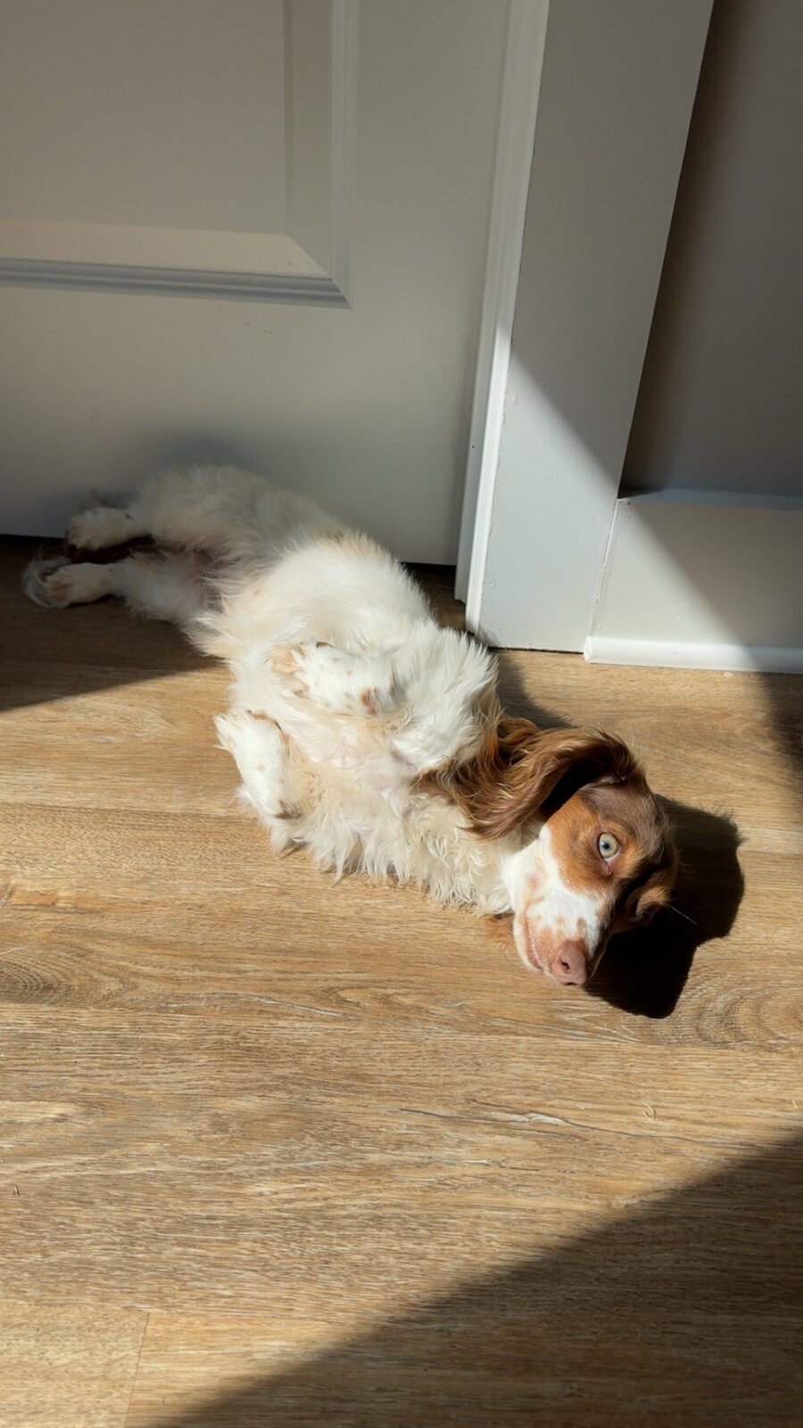 Mila or Winston relaxing indoors