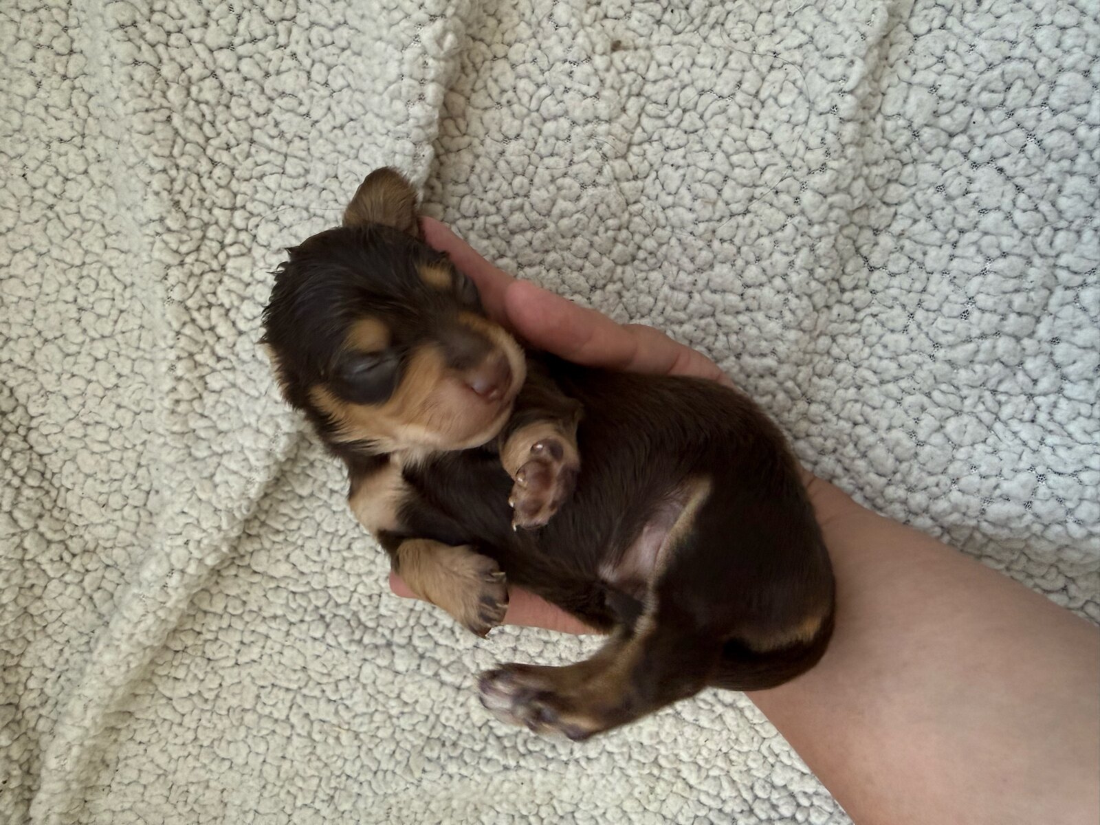 Sasha, a reserved female dark chocolate and tan miniature dachshund puppy