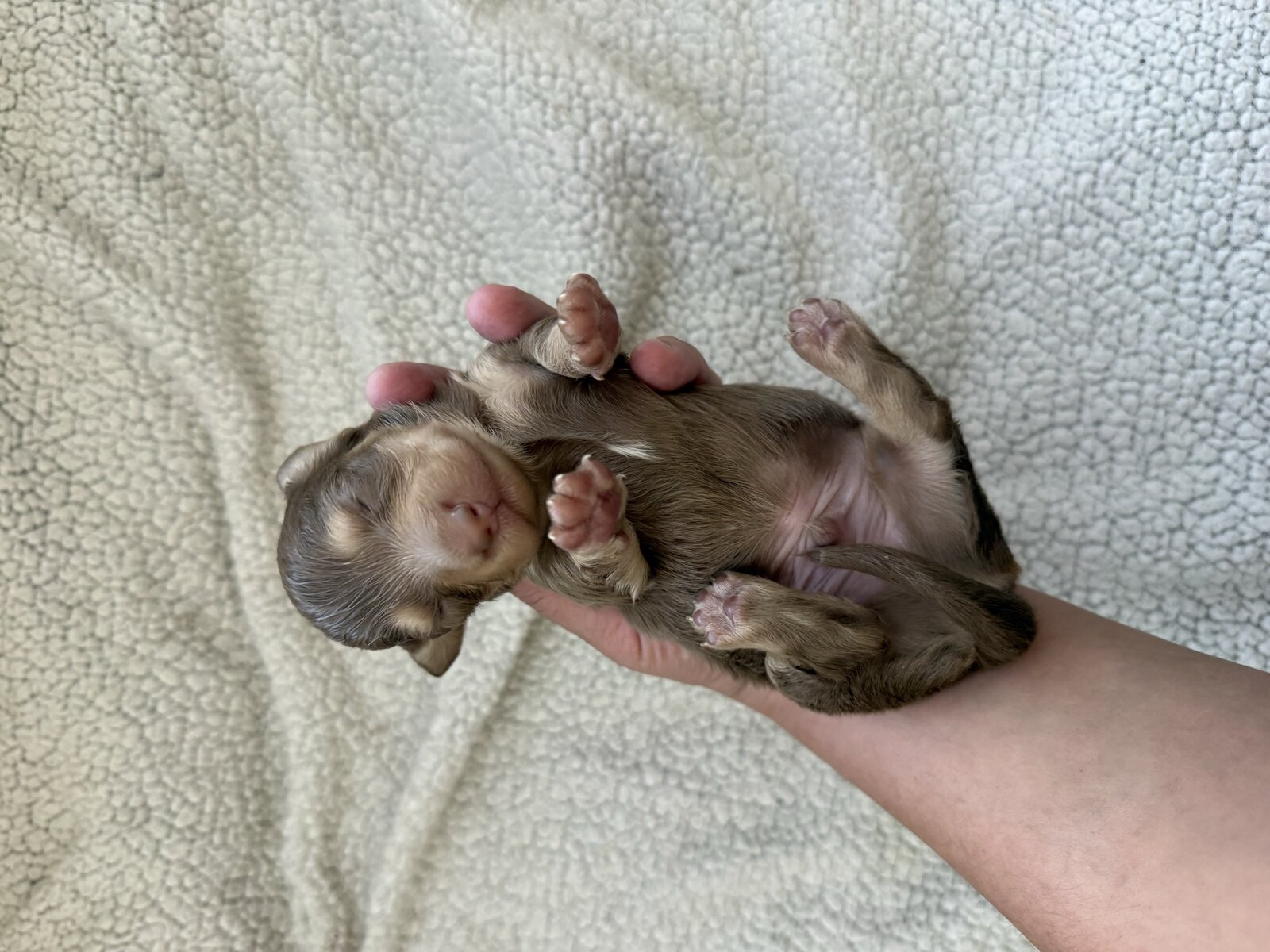 Bo, a reserved male light chocolate and tan miniature dachshund puppy