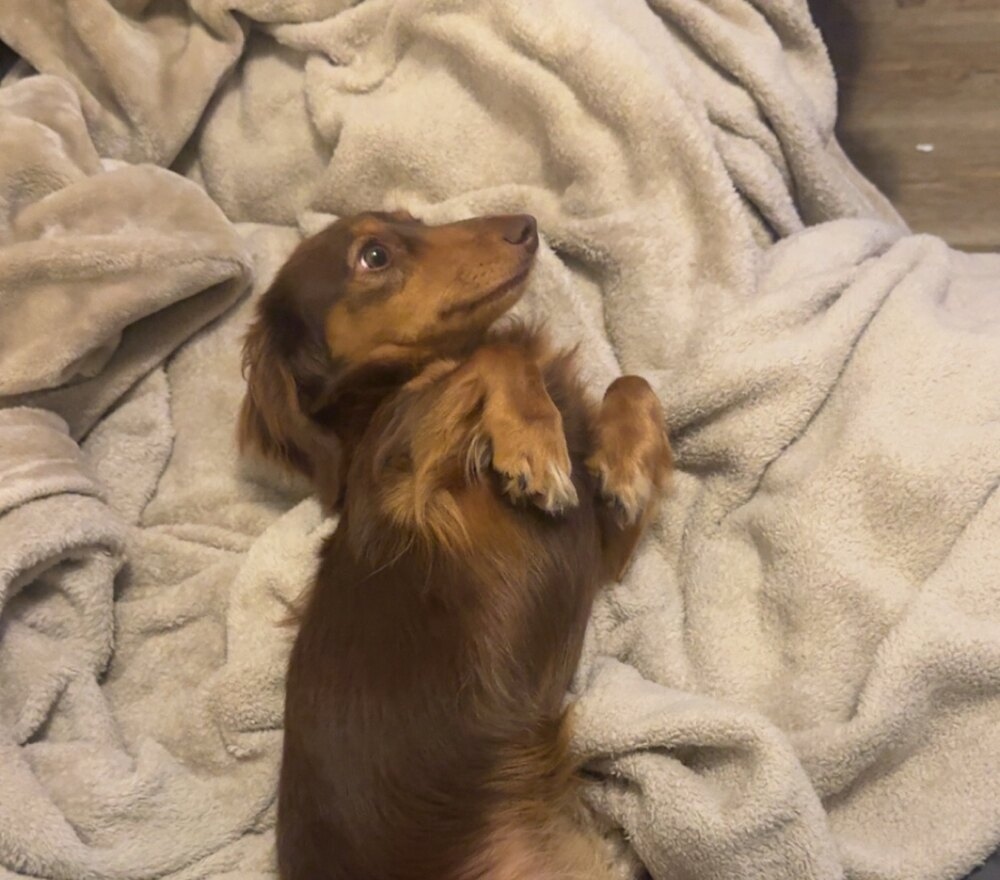 Winston, a chocolate tan long-haired miniature dachshund, lounging on a soft blanket
